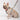 HiDREAM Castle Series Dog Harness