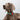 HiDREAM PRO Semi-P Training Collar – Medium/Large Dog