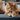 Choosing Cat Litter Made Simple: A Complete Guide