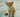 a kitten keeps meowing excessively to it's owner 