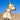 DUOMM Lightweight Collar & Leash