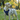 DUOMM Reflective Harness with ID Tag & Handle