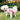 DogLemi Female Dog Diaper – Reusable & Washable