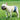 DogLemi Washable Male Dog Diaper