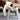 SUPER DESIGN Anti-Spill Surround Edge Pet Table Bowl