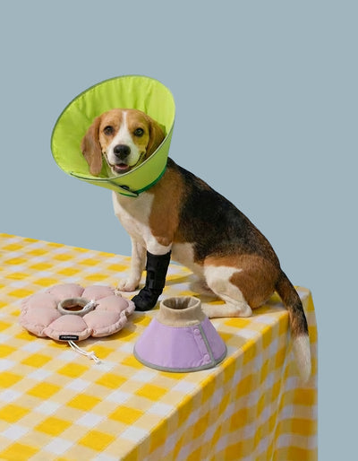 Pet Health and Rehabilitation